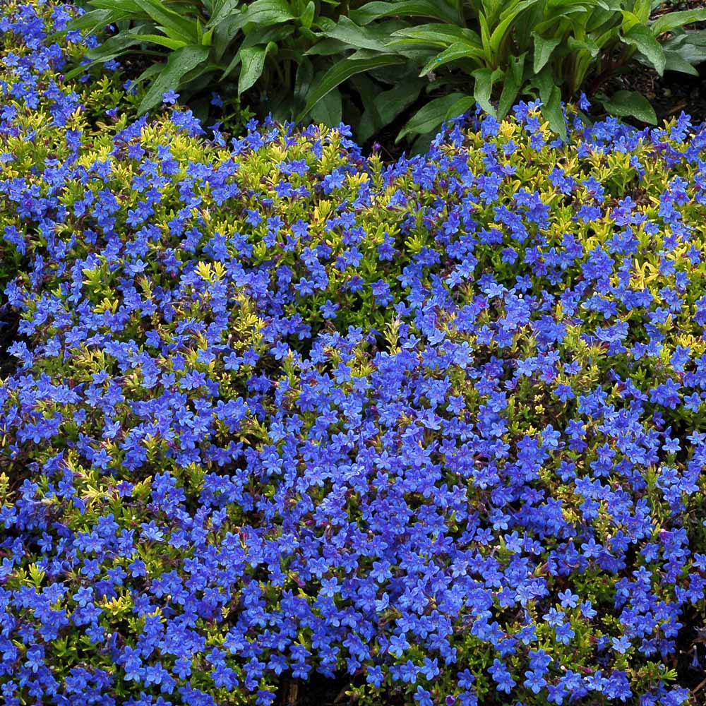 Lithodora diffusa Gold 'n Sapphires™