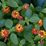 Annuals for Hummingbirds