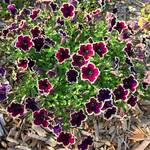  Petunia Cascadias™ Rim Magenta 