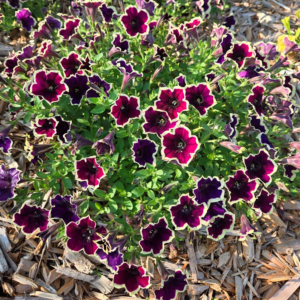 Petunia Cascadias™ Rim Magenta 