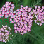  Achillea millefolium 'Oertel's Rose'