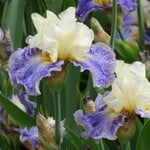 New Iris