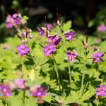  Geranium macrorrhizum 'Bevan's Variety'