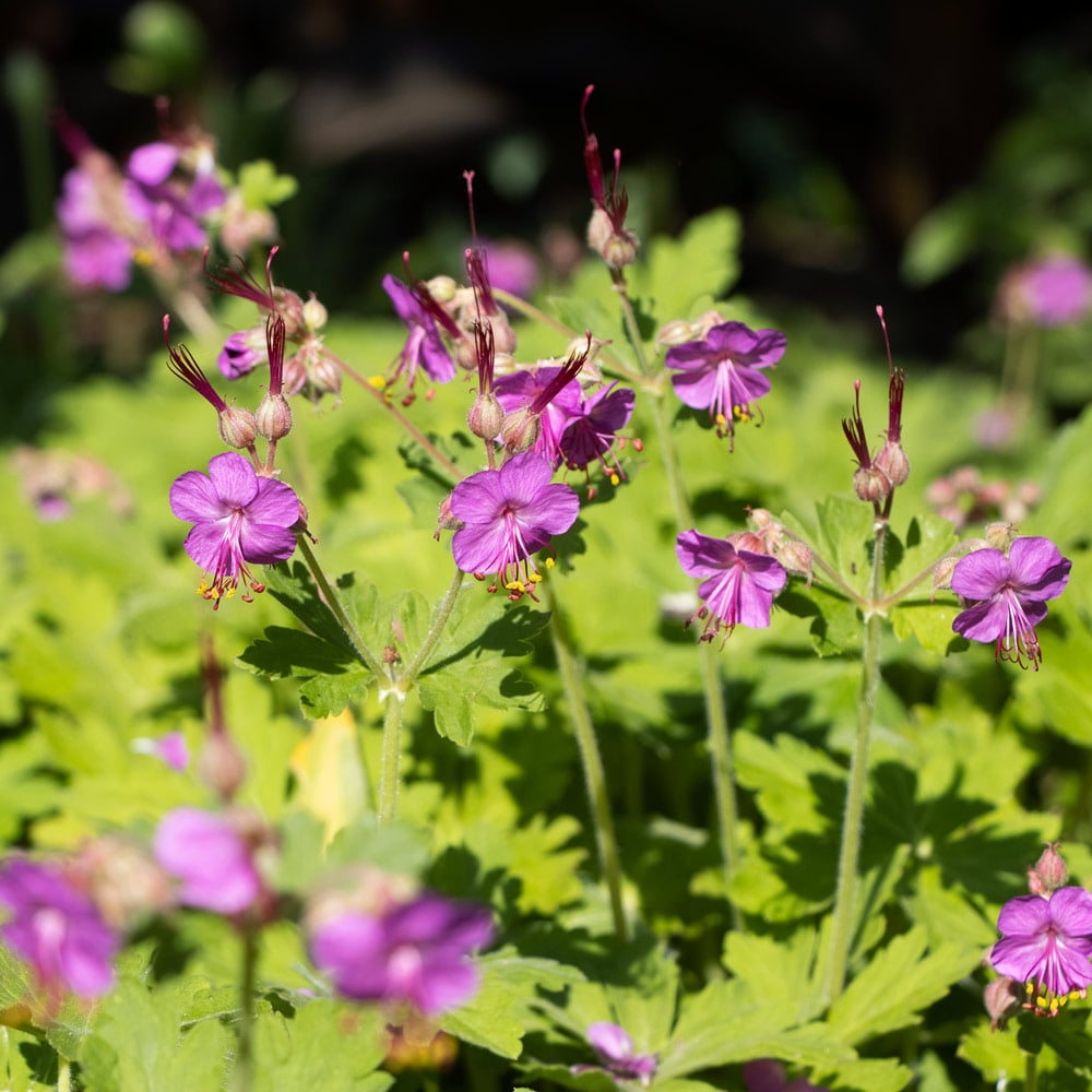 Geranium macrorrhizum 'Bevan's Variety'
