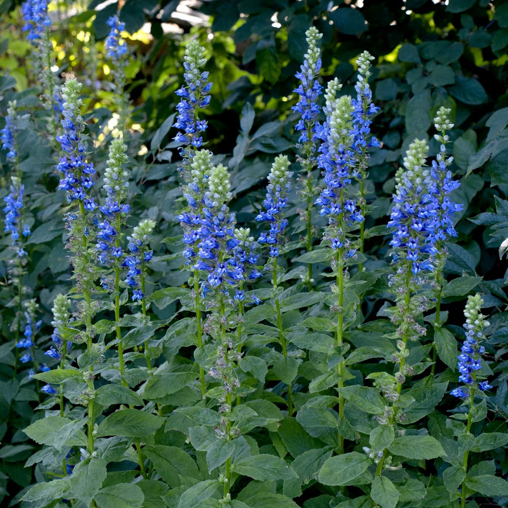 Lobelia siphilitica