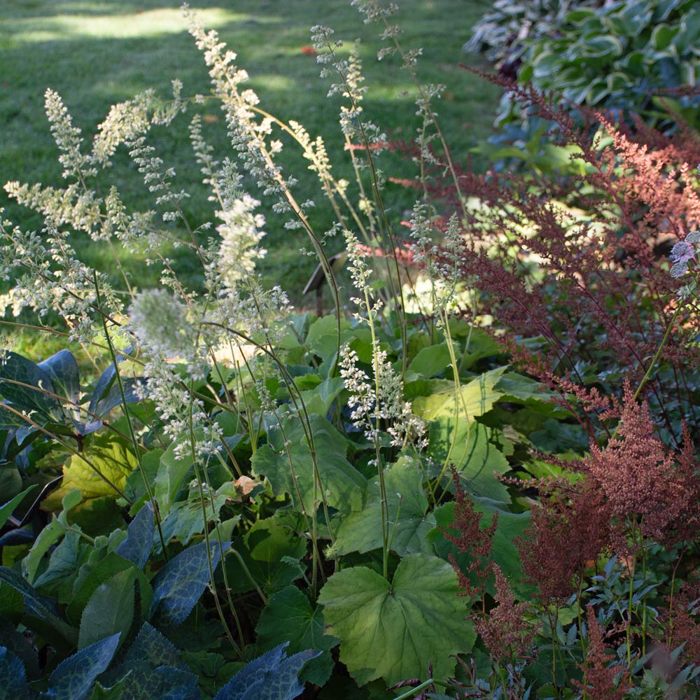 Heuchera villosa 'Autumn Bride'