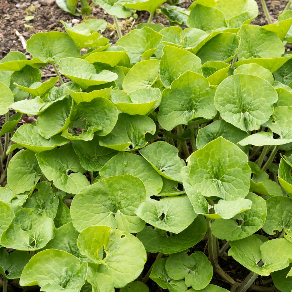 Asarum canadense