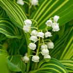  Convallaria majalis 'Albostriata' 