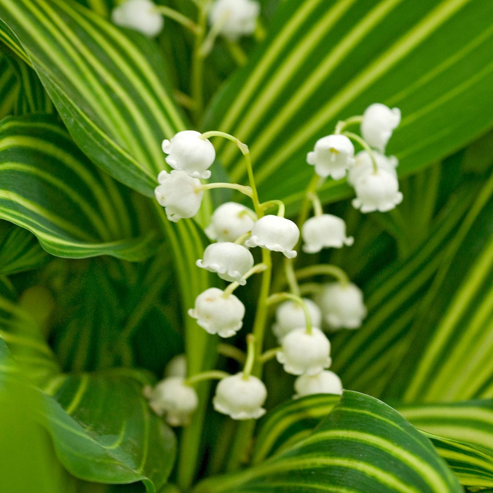 Convallaria majalis 'Albostriata' 