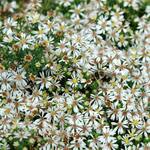  Symphyotrichum ericoides var. prostratum 'Snow Flurry'