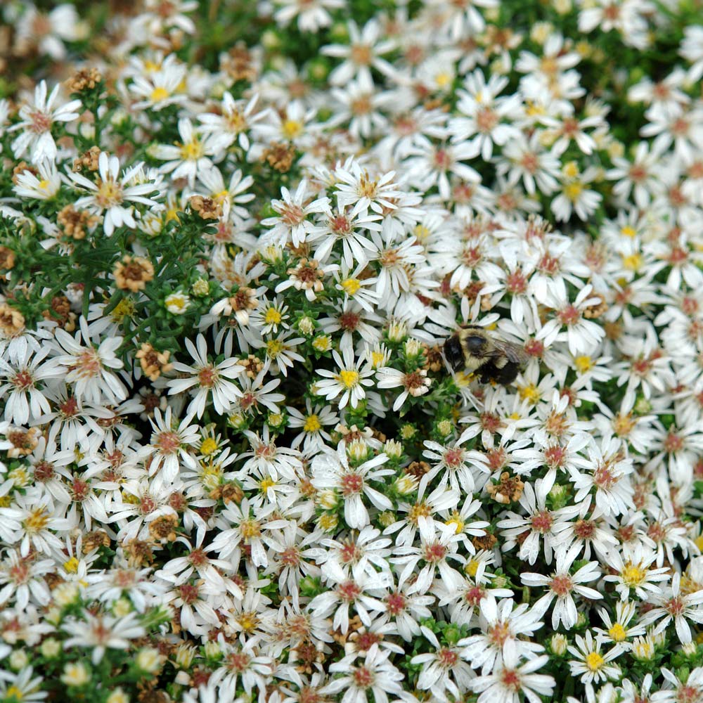Symphyotrichum ericoides var. prostratum 'Snow Flurry'