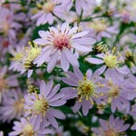  Symphyotrichum cordifolium 'Avondale'