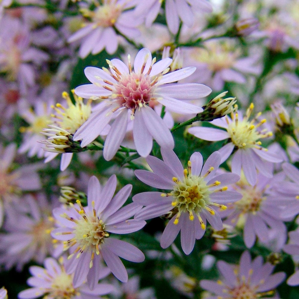 Symphyotrichum cordifolium 'Avondale'