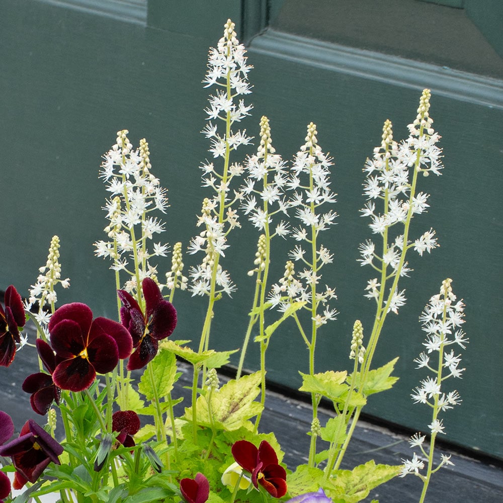 Tiarella cordifolia 'Running Tapestry' | White Flower Farm