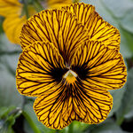  Viola cornuta Tiger Eye™ Yellow
