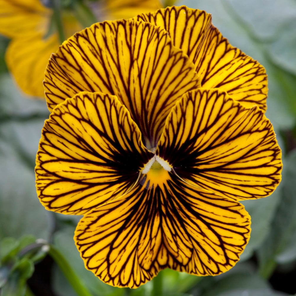 Viola cornuta Tiger Eye™ Yellow