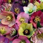  Helleborus Brandywine Hybrids™