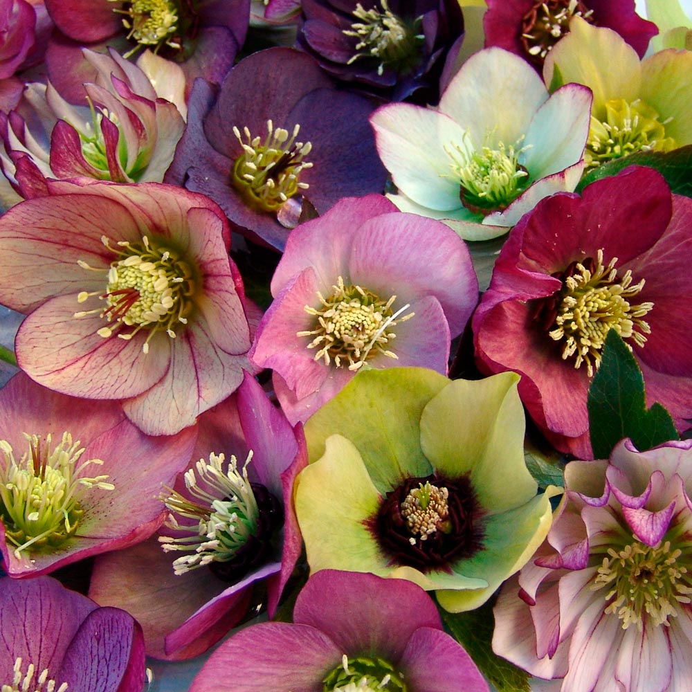 Helleborus Brandywine Hybrids™
