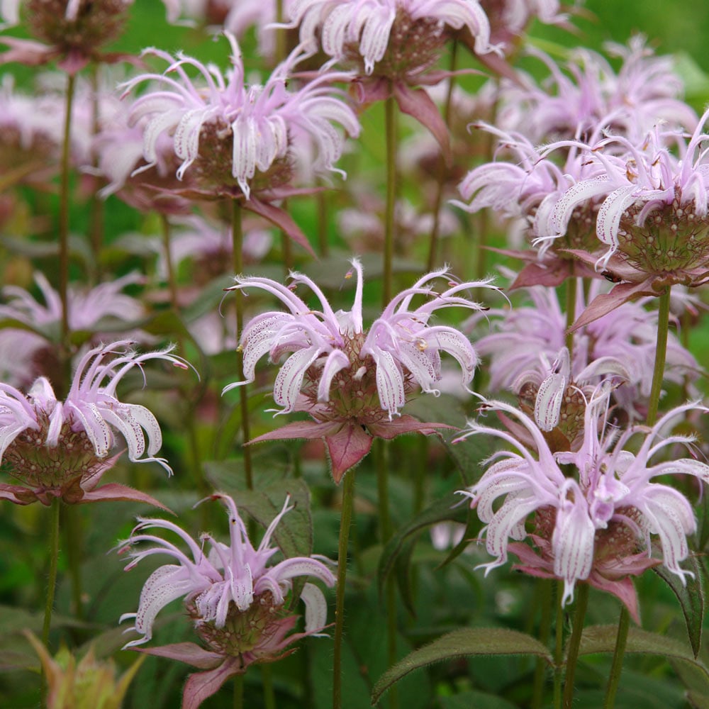 Monarda bradburiana, tray of 50 plugs