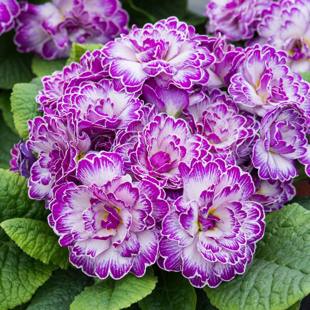 Primula vulgaris Belarina® Lively Lilac