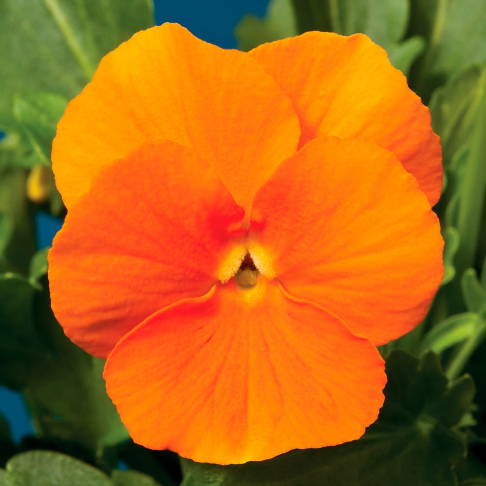 Viola cornuta Penny™ Pro Orange