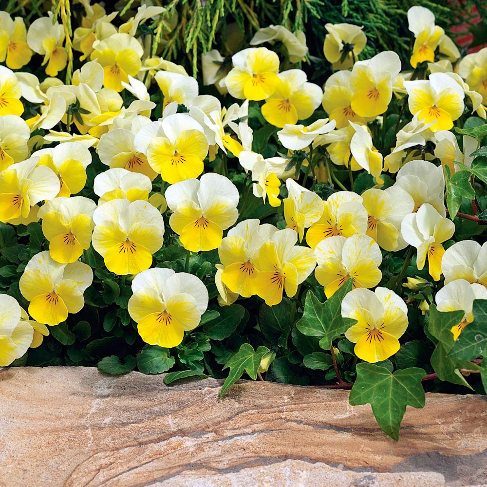 Viola cornuta Penny™ Primrose Bicolor