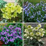  Azure Awakening Helleborus & Pulmonaria Collection