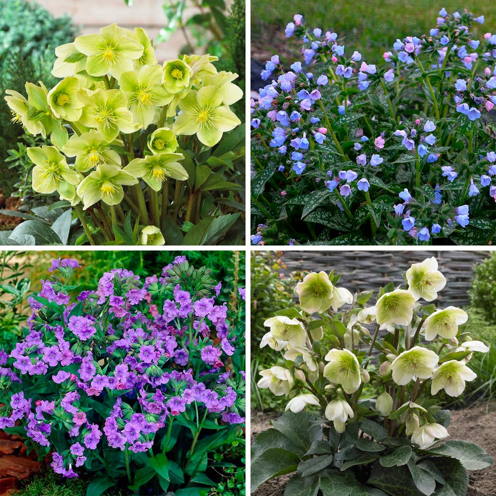 Azure Awakening Helleborus & Pulmonaria Collection