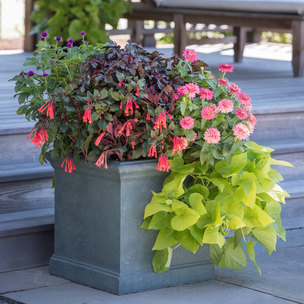Coral Cascade Container Garden