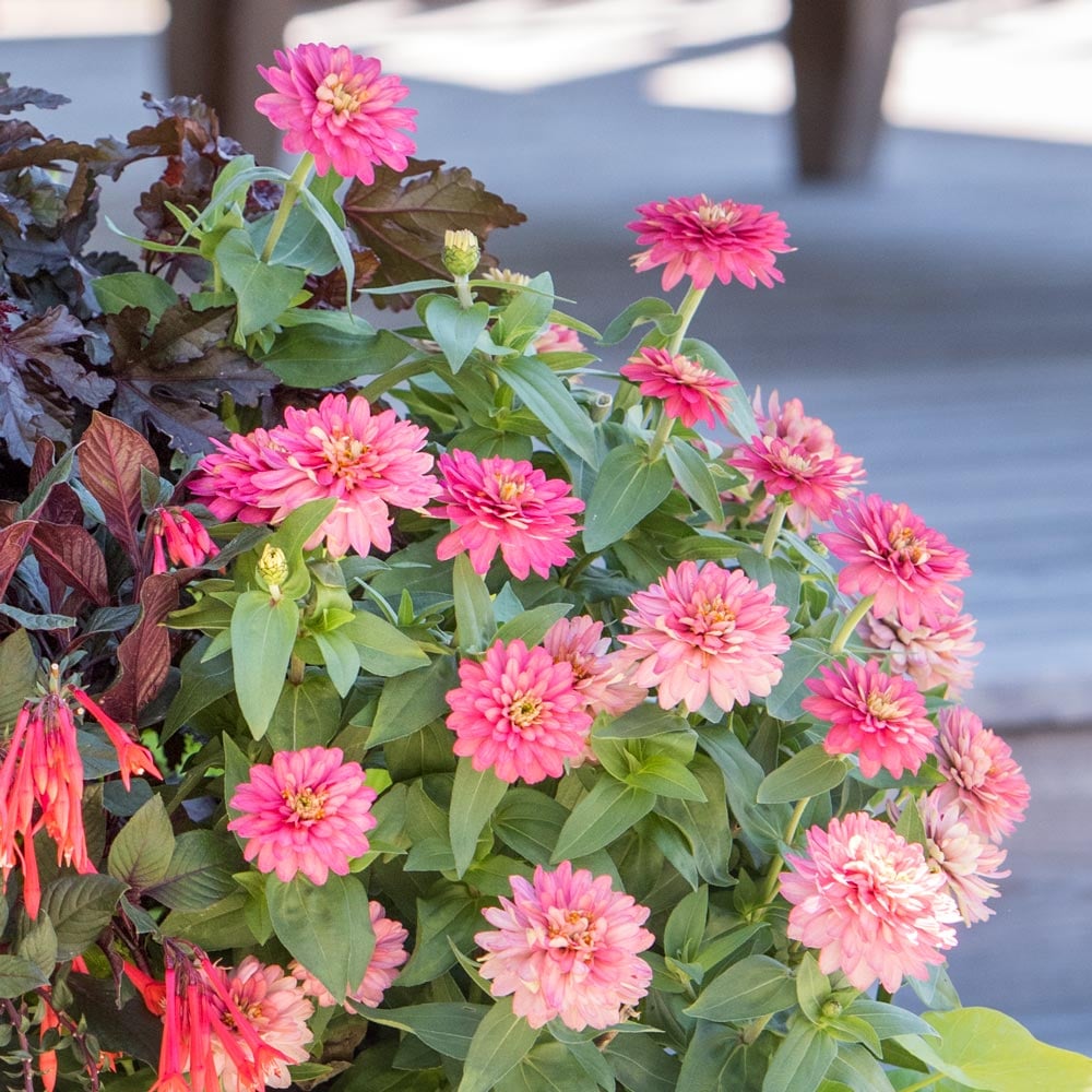 Zinnia Double Zahara™ Salmon