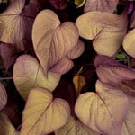Ipomoea
