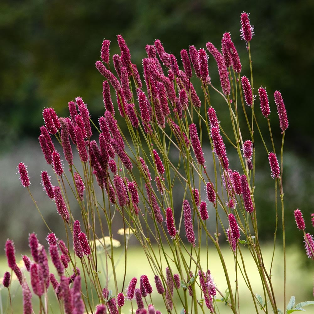 Sanguisorba officinalis 'Blackthorn'