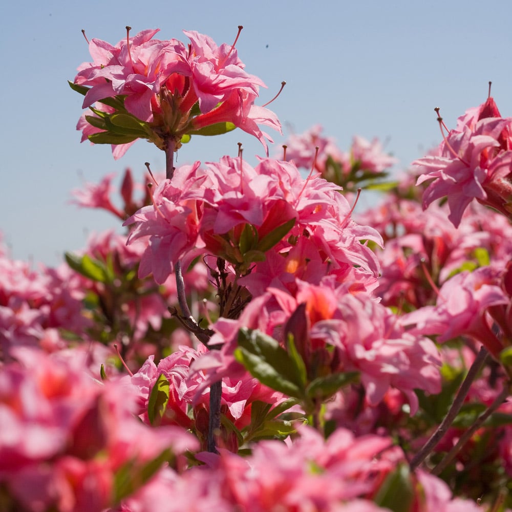 Azalea Electric Lights™ Double Pink