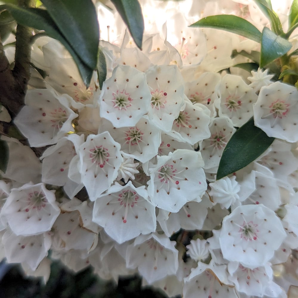 Kalmia latifolia 'Elf'