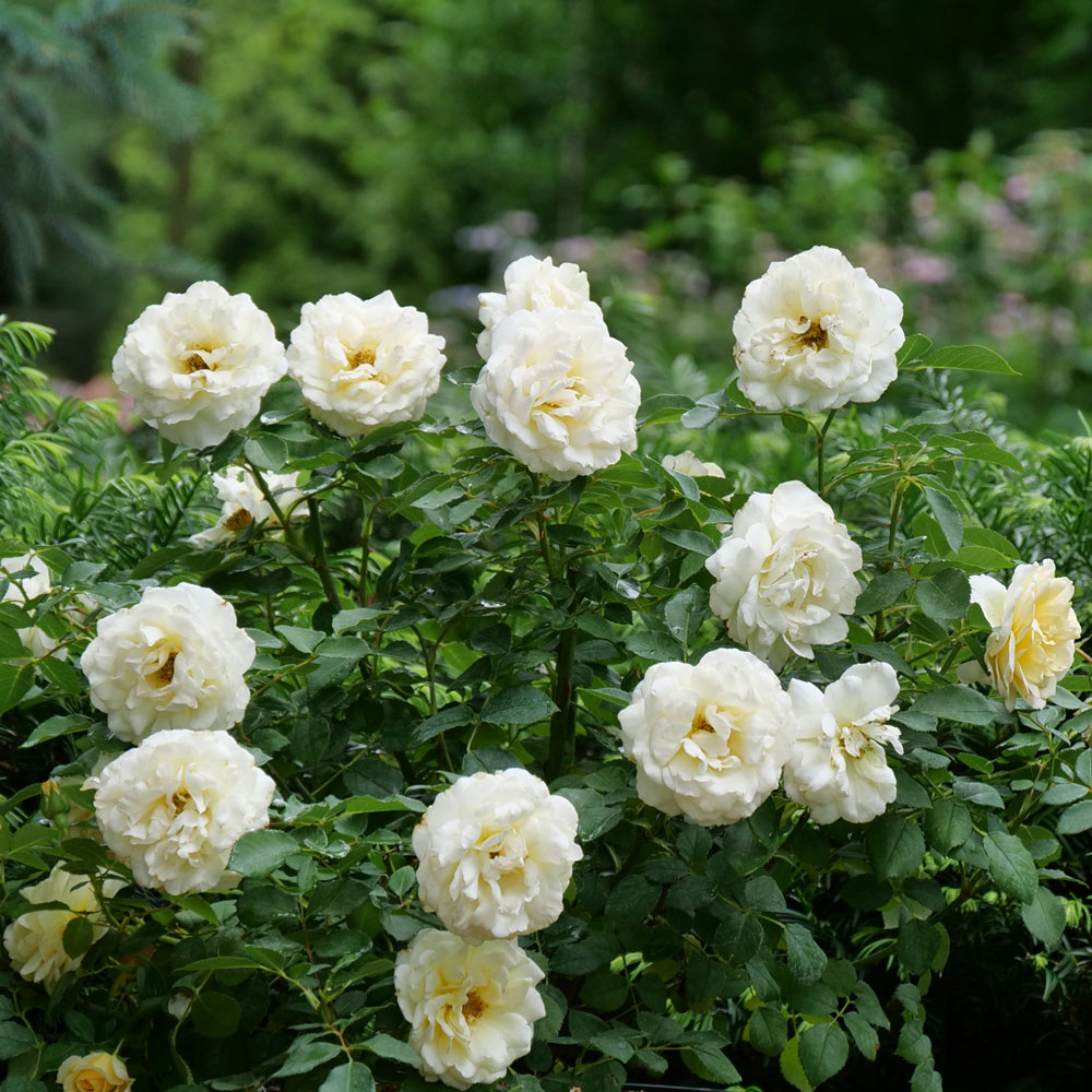 Rose Reminiscent® Crema