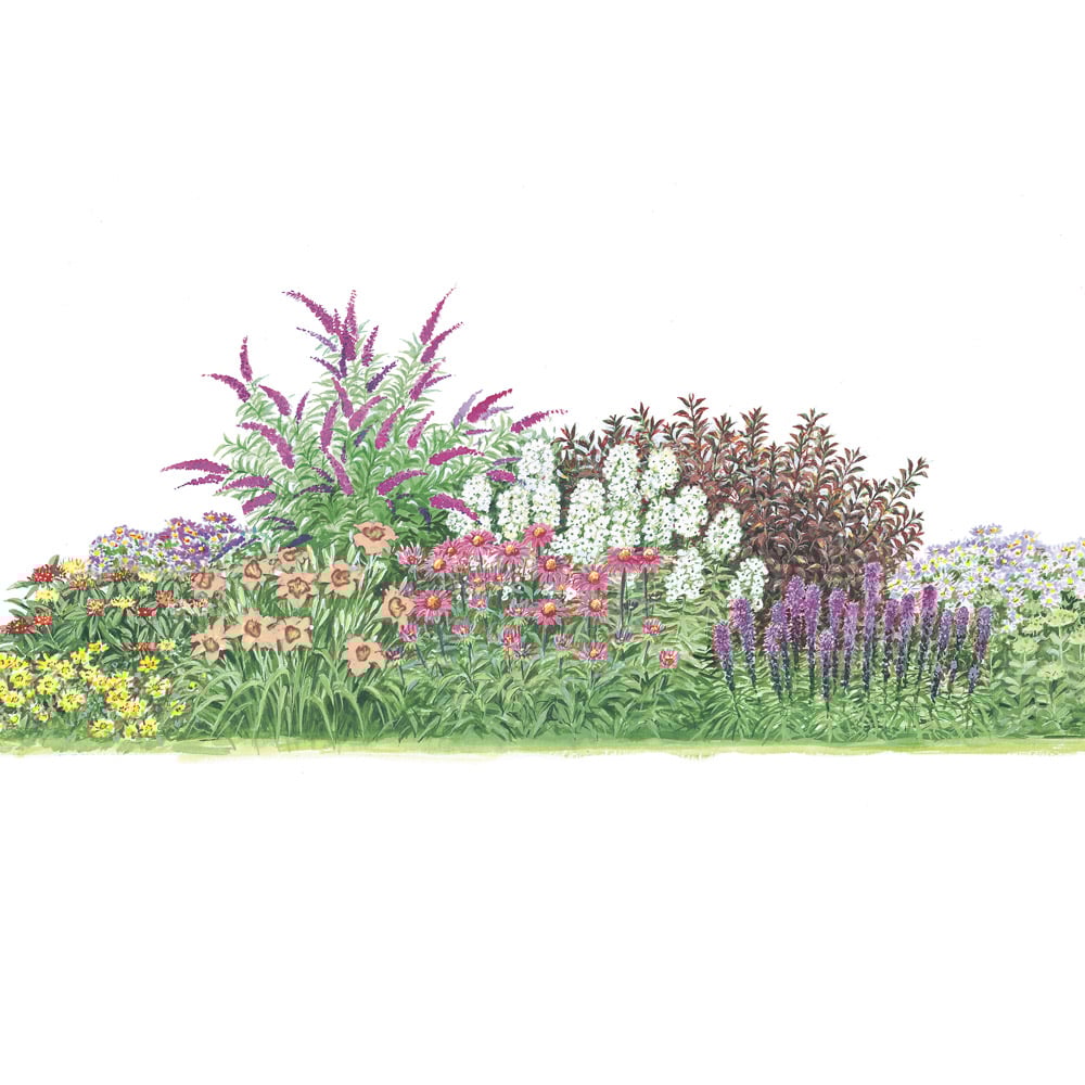 The Butterfly Perennial & Shrub Garden