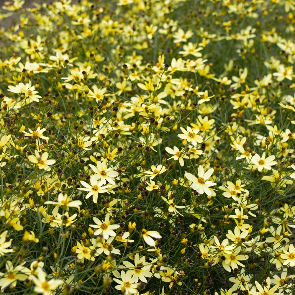 Coreopsis verticillata 'Moonbeam'