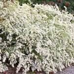  Symphyotrichum 'Bridal Veil'