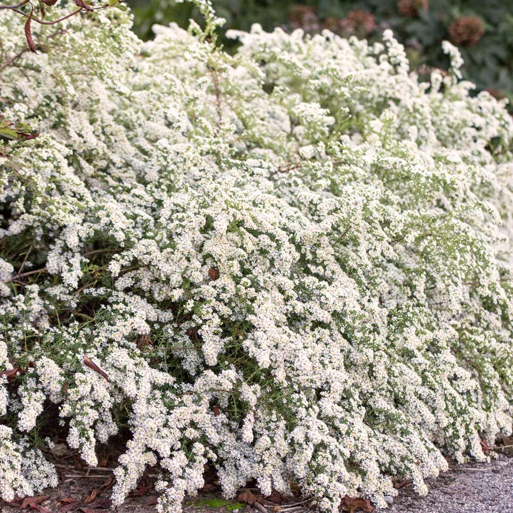 Symphyotrichum 'Bridal Veil'