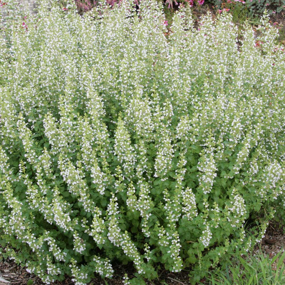 Calamintha nepeta 'Montrose White' 