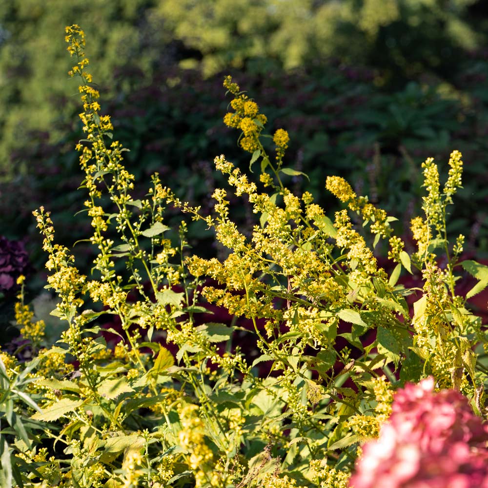 Solidago flexicaulis, tray of 50 plugs