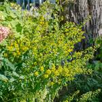  Solidago caesia