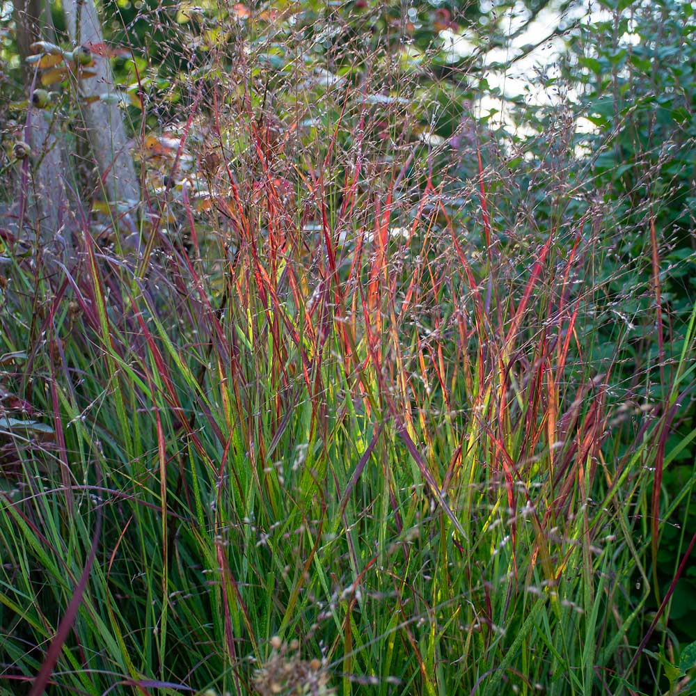 Panicum virgatum 'Shenandoah'