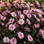 Impatiens