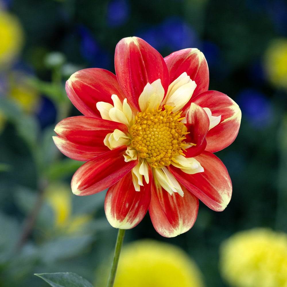 Dahlia 'Pooh'