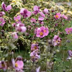  Anemone x hybrida 'September Charm'