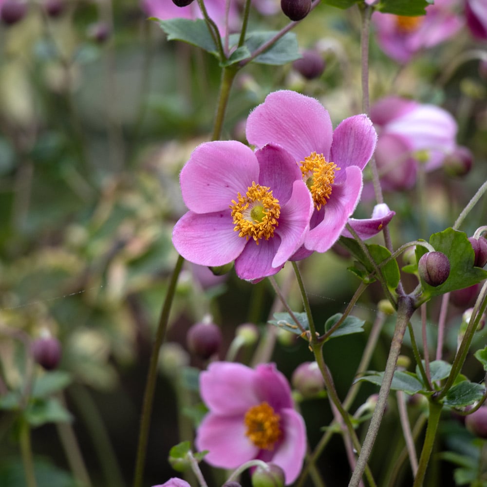 Anemone x hybrida 'September Charm' | White Flower Farm