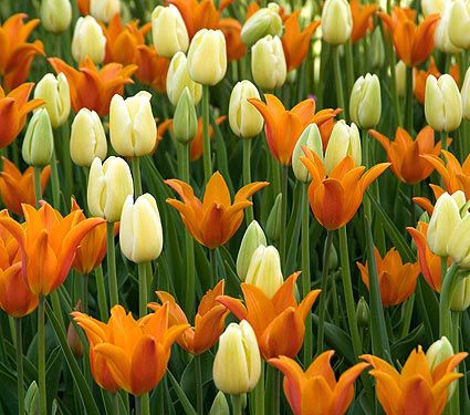 Citrus Twist Tulip Collection