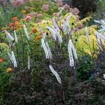  Cimicifuga simplex 'Brunette'