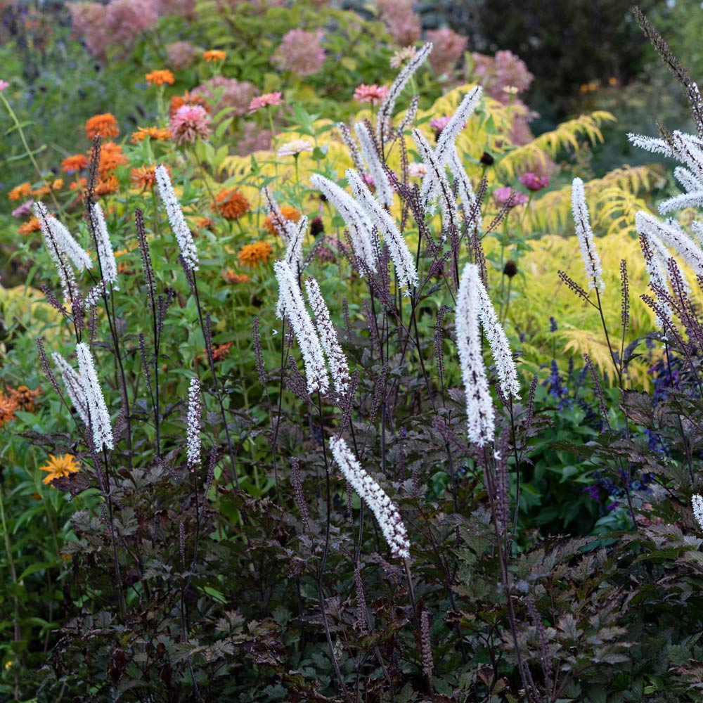 Cimicifuga simplex 'Brunette'